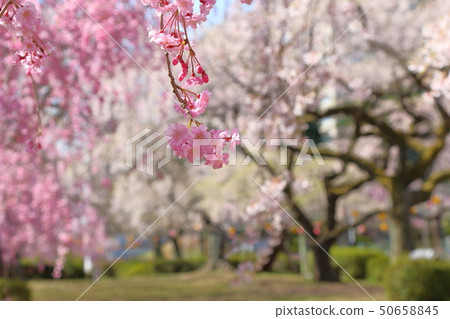 Cherry Blossoms	 50658845