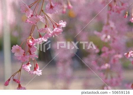 Cherry Blossoms	 50659116