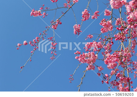 櫻桃樹 50659203