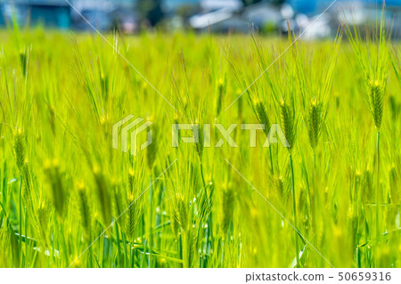 Blue field [Nagano Prefecture] 50659316