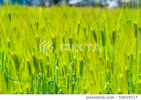 Blue field [Nagano Prefecture] 50659317