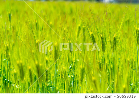 Blue field [Nagano Prefecture] 50659319