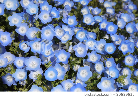 Nemophila 50659633