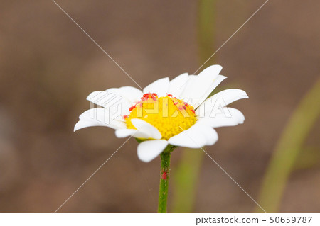 Chrysan semamu北極紅蚜 Chrysan semamu北極紅蚜 50659787