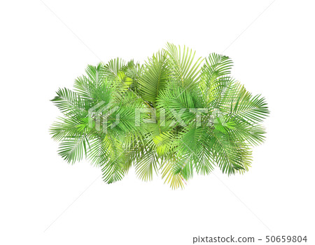 top view palm leaves tree isolated on white top view palm leaves tree isolated on white 50659804