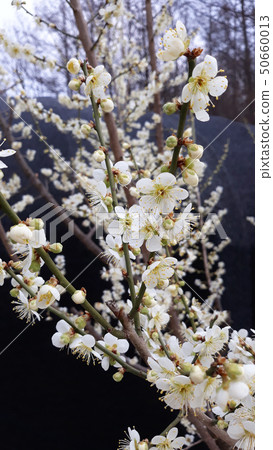 Plum flower Plum flower 50660013