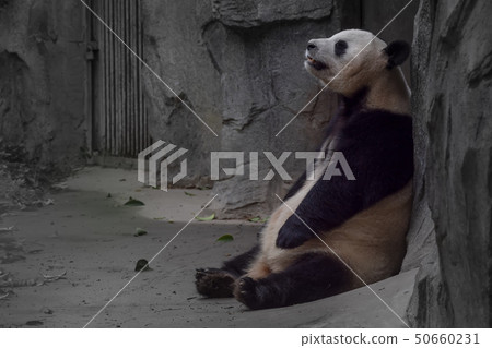 panda animal Chengdu in China panda animal Chengdu in China 50660231