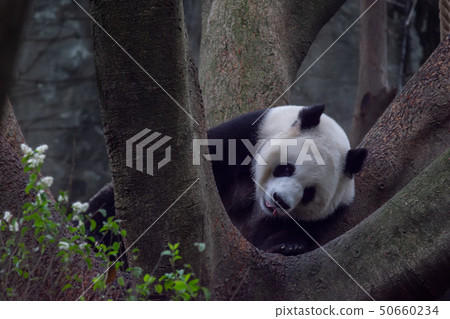panda animal Chengdu in China 50660234