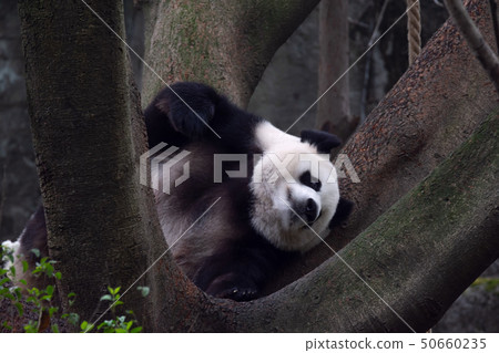 panda animal Chengdu in China 50660235