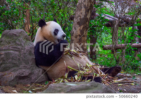 panda animal Chengdu in China panda animal Chengdu in China 50660240