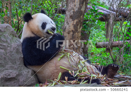 panda animal Chengdu in China 50660241