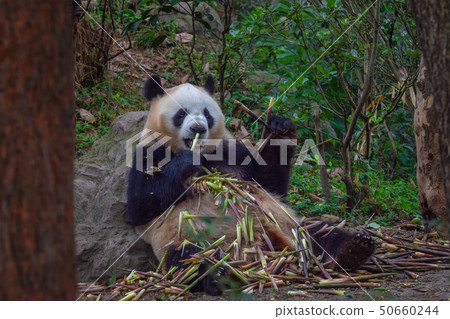 panda animal Chengdu in China panda animal Chengdu in China 50660244