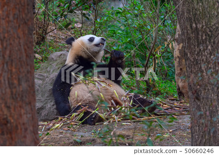 panda animal Chengdu in China panda animal Chengdu in China 50660246