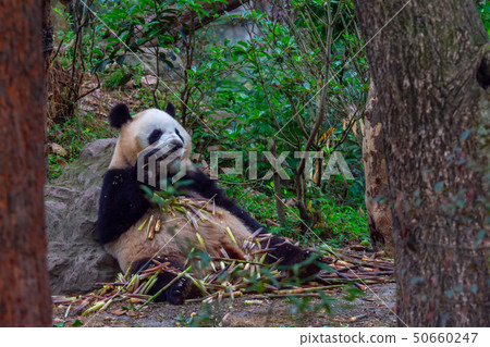 panda animal Chengdu in China panda animal Chengdu in China 50660247