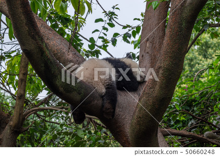 panda animal Chengdu in China panda animal Chengdu in China 50660248