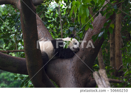 panda animal Chengdu in China panda animal Chengdu in China 50660250