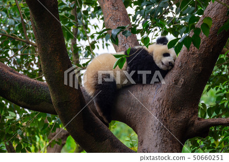 panda animal Chengdu in China panda animal Chengdu in China 50660251