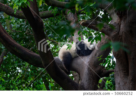 panda animal Chengdu in China 50660252