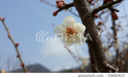 Plum flower Plum flower 50660425