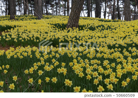 daffodil daffodil 50660509