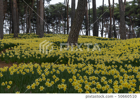 daffodil daffodil 50660510