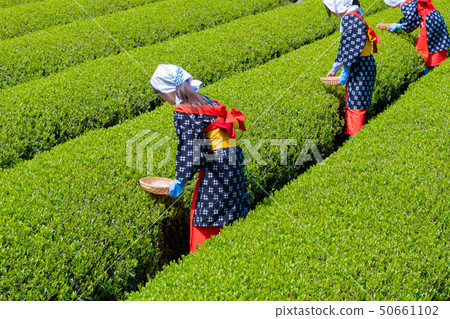 靜岡縣富士市台場的茶園 50661102