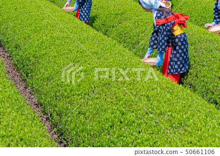 靜岡縣富士市台場的茶園 靜岡縣富士市台場的茶園 50661106