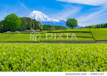 靜岡縣富士市台場的茶園 靜岡縣富士市台場的茶園 50661107
