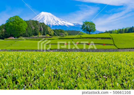 靜岡縣富士市台場的茶園 靜岡縣富士市台場的茶園 50661108