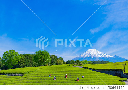 靜岡縣富士市台場的茶園 50661111