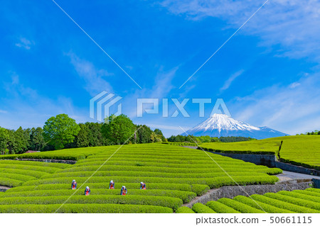 靜岡縣富士市台場的茶園 50661115