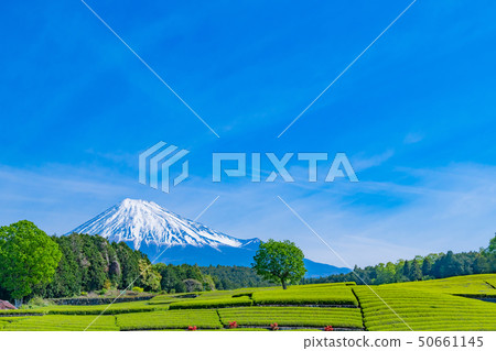 靜岡縣富士市台場的茶園 靜岡縣富士市台場的茶園 50661145