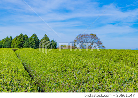 靜岡縣富士市台場的茶園 靜岡縣富士市台場的茶園 50661147