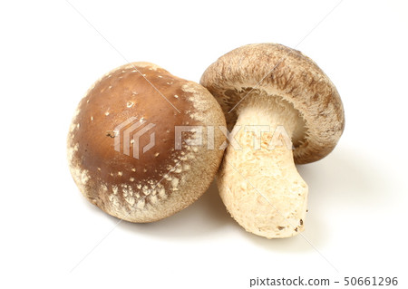 兩個新鮮的生香菇,白色背景 兩個新鮮的生香菇,白色背景 50661296
