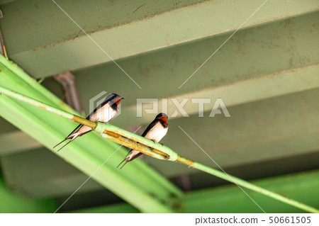 Wild bird Wild bird 50661505
