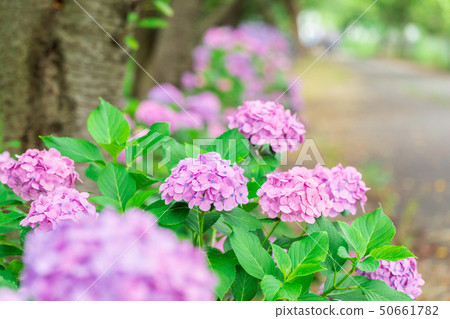 繡球花紫色 50661782