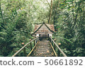Arbor in the jungle forest 50661892