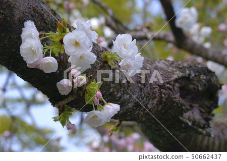 Double cherry blossoms Double cherry blossoms 50662437