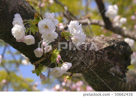 Double cherry blossoms Double cherry blossoms 50662438