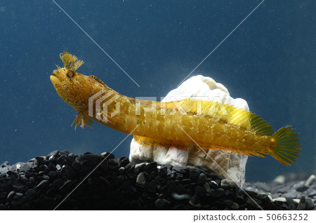 Ginkgo Gimpo Goby Ginkgo Gimpo Goby 50663252