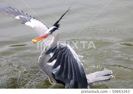 Gray heron 50663263