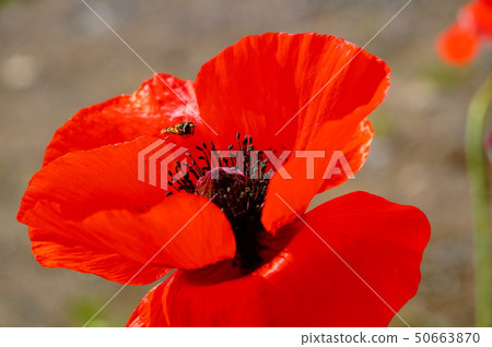 Onigeshi and Abu Onigeshi and Abu 50663870