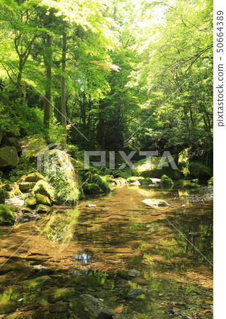 新鮮的綠色yakisaki 50664389