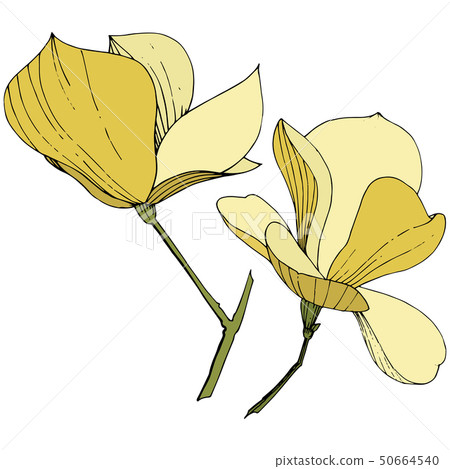 Vector Magnolia foral botanical flowers. Yellow engraved ink art. Isolated magnolia illustration Vector Magnolia foral botanical flowers. Yellow engraved ink art. Isolated magnolia illustration 50664540