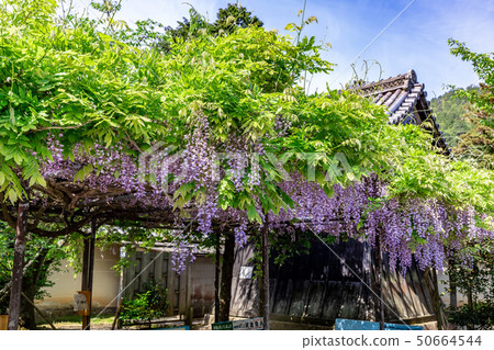 Belfry and Wisteria 50664544