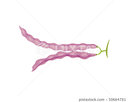 Two closed purple bean pods. Vector illustration on white background. 50664781