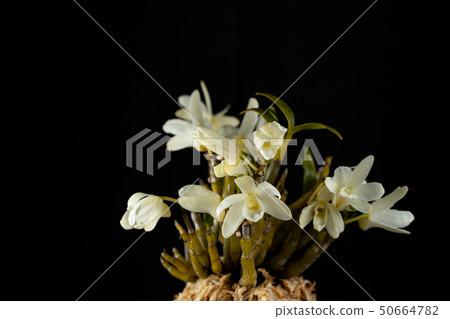 Sekkoku yellow flower 50664782