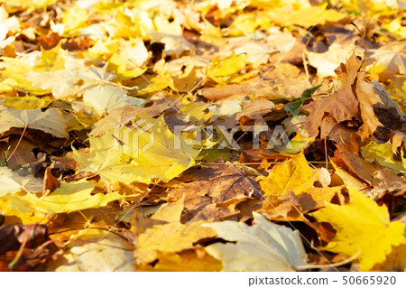 Vibrant fall foliage 50665920