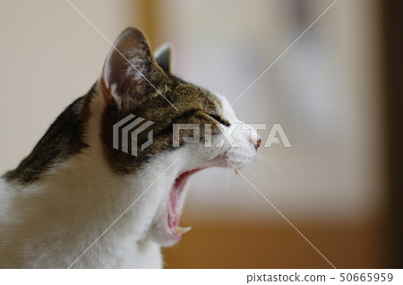 Yawn of a cat 50665959