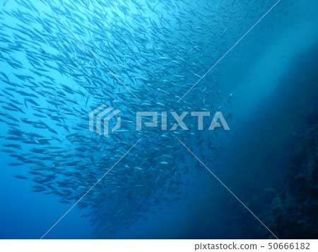 sardine 50666182